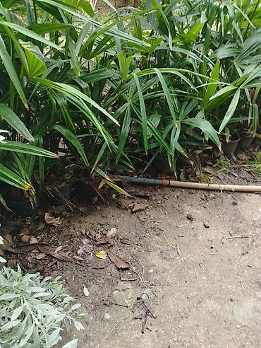 Otaq bitkiləri: Rapis palma (Lady Palm) fidanları WhatsApp 0557745363 - Növ: Rhapis — 3