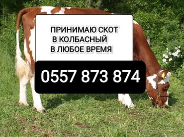 племенные кролики продажа: Куплю | Коровы, быки, Лошади, кони, Другие с/х животные | Любое состояние, Круглосуточно, Самовывоз