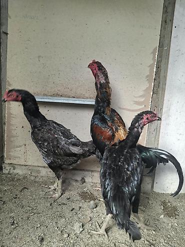 Xoruzlar: Xoruz, Heyratı, il: 2, Ödənişli çatdırılma — 10