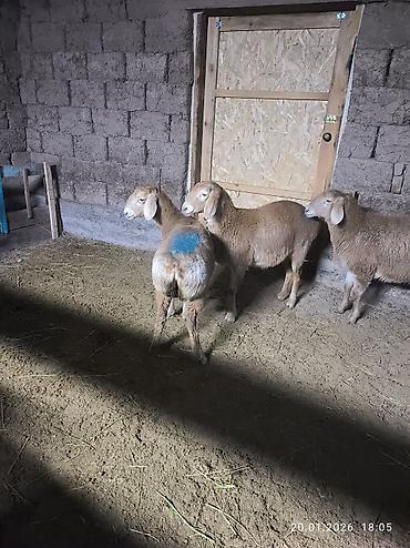 Баран, овца: Продаю | Овца (самка), Ягненок | Арашан | Для разведения | Ярка — 7