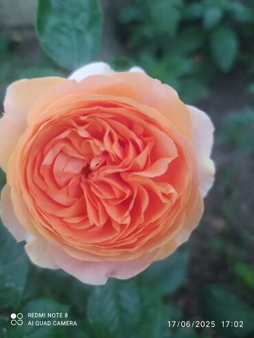 Şitillər: Məhsul: Bağ bitkiləri və meyvə fidanları seçimi - Hibiskus (Rose of — 76