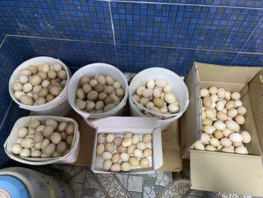 kənd yumurtası qiyməti 2024: Kend yumurtası Salam tam maylı lider 55 yumurtalarıdı hem inqubatır