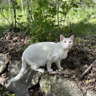 дом животные: В поисках дома молодой котик, около года, кастрирован. По характеру