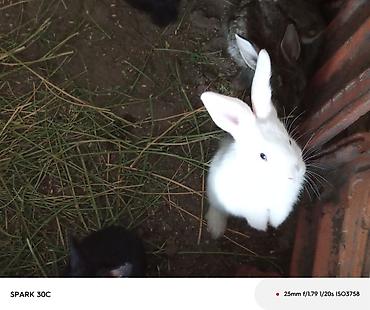 Птицы: Продам : Перепелов для развода возраст разный и на мясо . Яйца — 7