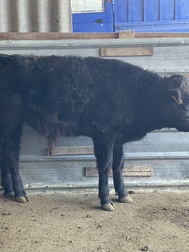 питомник хаски бишкек: Сатам | Бука (эркек), Музоо | Ангус, Симментал | Жасалма уруктандырылган