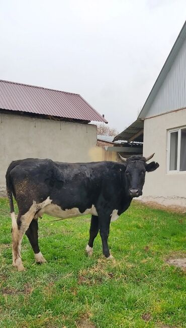 золотая шиншилла вислоухая цена: Продаю | Корова (самка) | Для разведения, Для молока | Привязанные