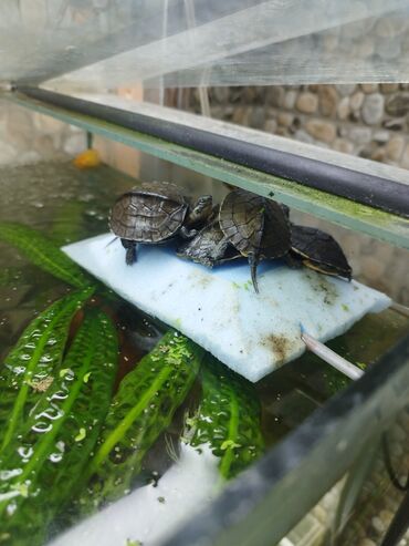 Аквариумы: Мы находимся а Беловодске! Аквариумные рыбки! черепахи тритоны !!!! — 10