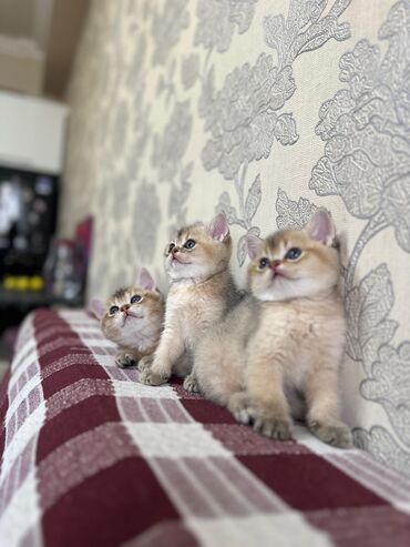 pişik satişi: Şinşilla, Erkək, Dişi, Ünvandan götürmə