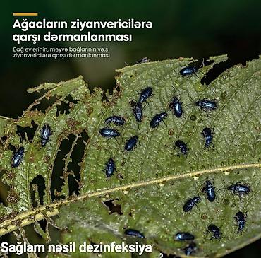 Dezinfeksiya, dezinseksiya: Dezinfeksiya, dezinseksiya | Tarakanlar, Ağacları çiləmə, Taxtabiti | Ofislər, Mənzillər, Evlər — 3