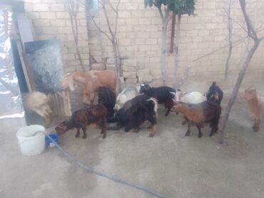 Keçilər, çəpişlər: Satılır – xırda təsərrüfat üçün keçilər qrupu - Növ: yerli qarışıq — 2