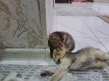 Pişiklər: Şotland yastı qulaq, Erkək, Dişi, Yaxşı əllərə, Ünvandan götürmə, Pulsuz çatdırılma, Ödənişli çatdırılma — 5