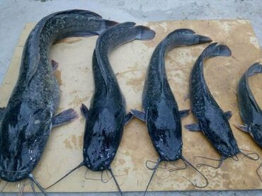Рыбы: Продаю африканского сома на откорм. вес 250-350 гр