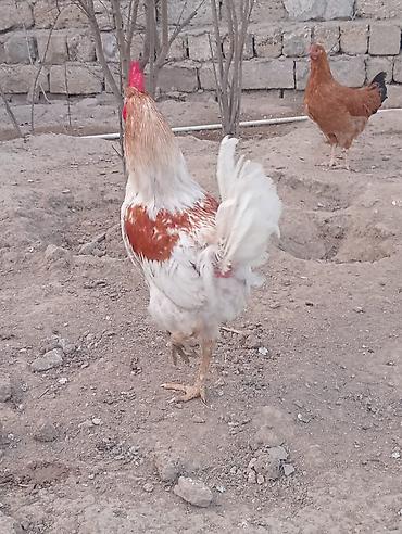 Quşlar: Xoruz cavandi becedi 6-7 ayliqdi — 4