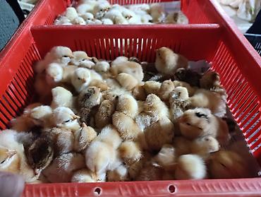 Cücələr: Salam herkese bayraminiz mubarek _xarkov qənbəri_ lider55_ sereblis _ — 22