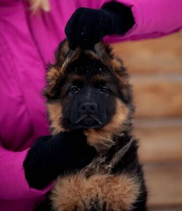 İtlər: Alman çoban iti, 2 ay, Erkek, Sənədli, Pulsuz çatdırılma — 2