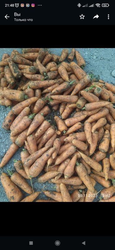 Продается морковь оптом (Павлодар Казахстан)