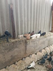 купить домашних курей: Продаю голубей разные виды разные породы at lalafo.kg купить домашних курей: Продаю голубей разные виды разные породы