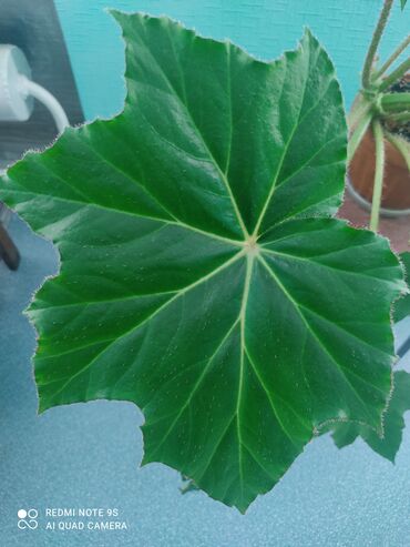 Другой декор и предметы интерьера: Распродажа по 300 сом и выше — 20