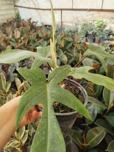 Otaq bitkiləri: Otaq bitkiləri – Fikus elastika kolleksiyası və digər dekorativ növlər — 5