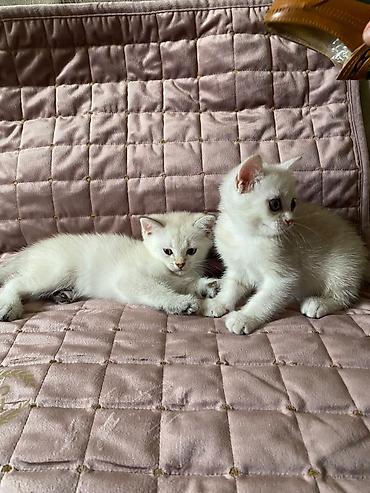 Pişiklər: Şinşilla, Erkək, Dişi, Yaxşı əllərə, Ünvandan götürmə — 22