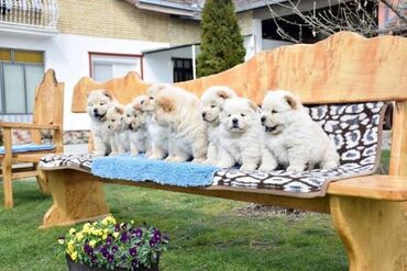 Psi: Chow chow-cau cau! stenad najlepsi poklon otac m- lav chsrb 3x caca — 1