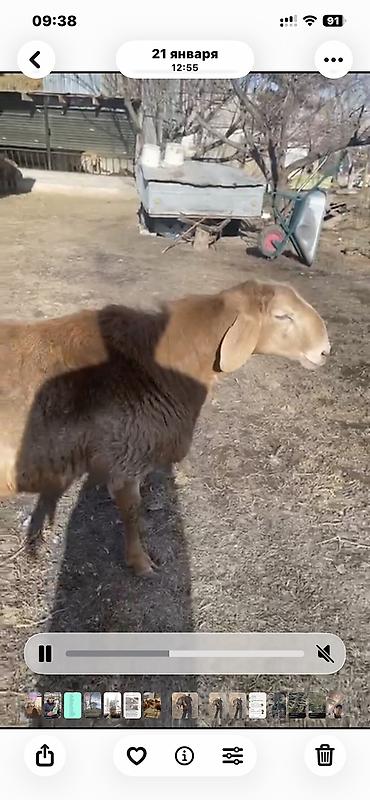 Баран, овца: Продаю | Баран (самец) | Арашан — 2