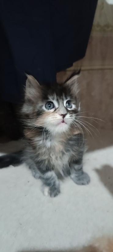 Животные: Гиганты Кошачьего мира♥️ Мейн-Куны 🥰 Мини питомник не клеточного — 7
