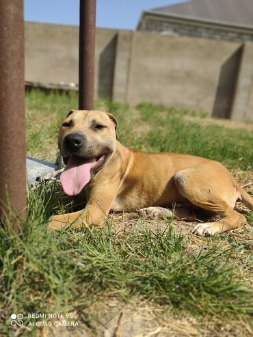 İtlər: Pitbul, 7 ay, Erkek