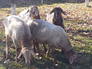 продаю в связи переездом: Сатам | Кочкор (эркек) | Аргын | Асыл тукумдуу