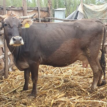 Коровы, быки: Продаю корову порода алатуйская, до 20 литров молока даёт в