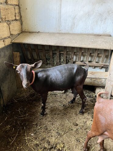 keci satisi: Dişi, Alpine, il: 1, 55 kq, Südlük, Ünvandan götürmə, Ödənişli çatdırılma