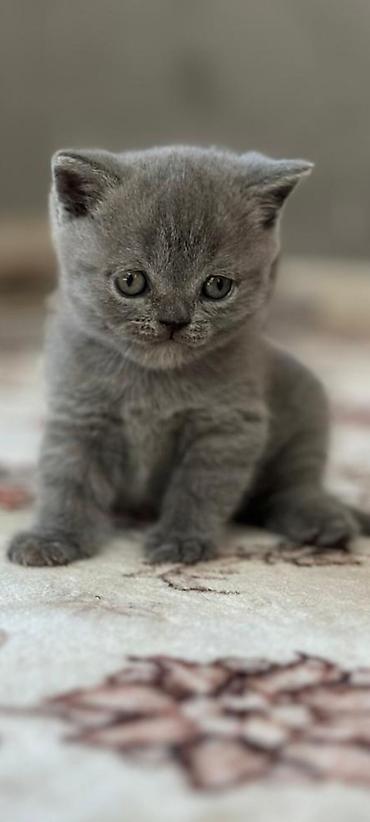 мышык сатылат ош: Шотландские вислоухие котята (Scottish Fold), окрас голубой — 3
