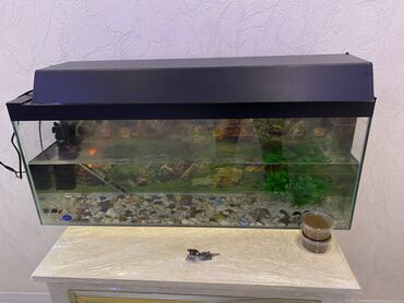 рыбы мальки: Продаю аквариум с оборудованием и вместе с рыбками +2шт черепашки