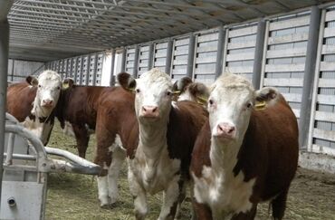 купить айширскую корову: Продаю | Музоо, торпок | Герефорд | На откорм