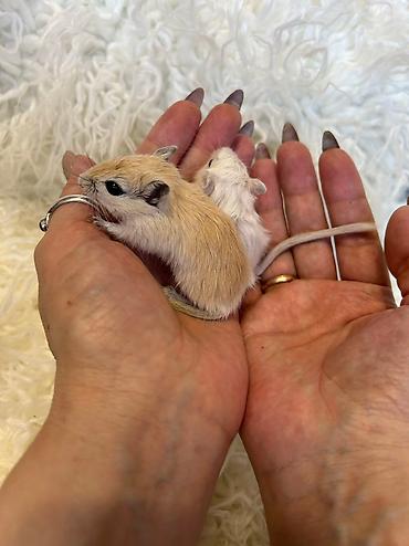 Хомяки: Продаются хомячки ручные. В нашем питомнике грызунов вы можете — 22