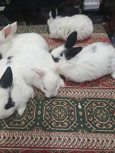 Dovşanlar: 1-ci şəkildəki yarı karlik Dovşanlar 15-azn. 3-cü şəkildəki Ag -AgQara — 18