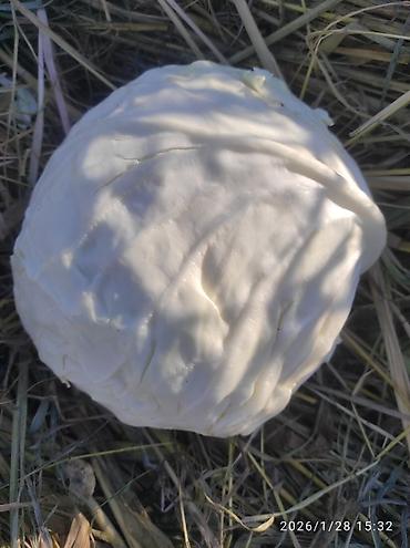 Капуста: Капуста Белокачанная — 2