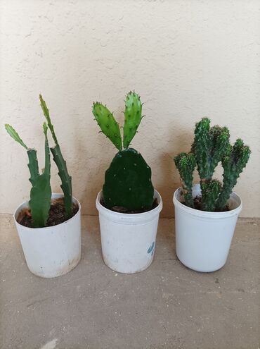 otaq bitkiləri: Kaktus.5 m biri