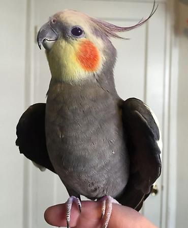 göyərçin satışı: ✨ Seri rəngli hazır elquşları satışda! 🐦✨ Fərqli rənglər və gözəl — 1