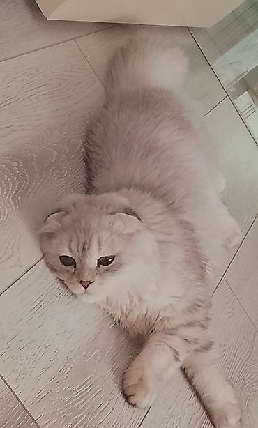 pişiklər ucuz: Şotland uzun tüklü, Pulsuz çatdırılma — 2