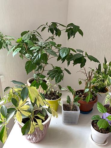 Китайская роза (Гибискус): Папоротник 650 сом китайская Роза гербера. Шефлера 150.сансевьера — 3