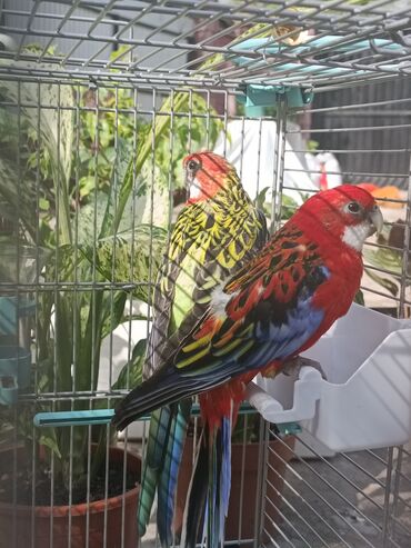 певчие птицы: Продаём Розелл🦜 Один самец и одна самка. Самые красочные попугаи