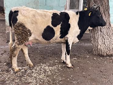 Коровы, быки: Продаю | Корова (самка) | Голштин | Для разведения, Для молока — 3
