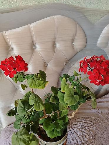 Təbii Güllər Satılır 
Göndərmə Olur