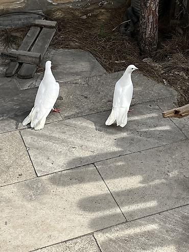 Göyərçinlər: Salam Aleykum Ağlar satilir .Şekil hərşeyi deyir nəsə yazmaqa ehdiyac — 2