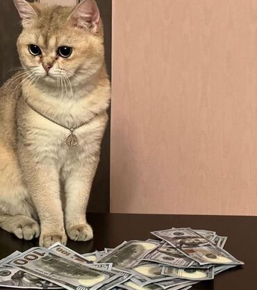 Pişiklər: Britan, Dişi — 10