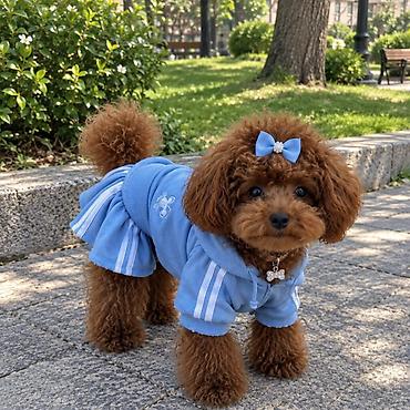 Pudel, 2 ay, Sənədli lalafo.az -da Pudel, 2 ay, Sənədli