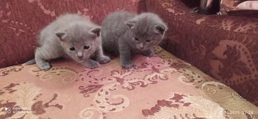 Pişiklər: Britan, Erkək, Dişi — 4