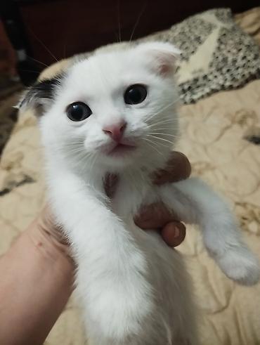 цена вислоухих котят: Шотландские котята (вислоухие и прямоухие) белого и бело-рыжего — 5