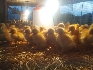 Cücələr: Ördək cücələri, Ətlik, Ünvandan götürmə, Rayonlara çatdırılma, Ödənişli çatdırılma -da lalafo.az — 4 Cücələr: Ördək cücələri, Ətlik, Ünvandan götürmə, Rayonlara çatdırılma, Ödənişli çatdırılma — 4